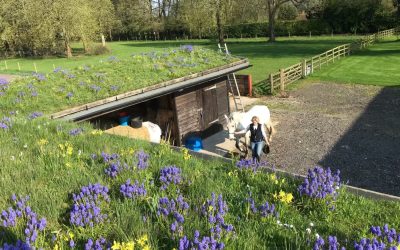 Living Roof Training Day