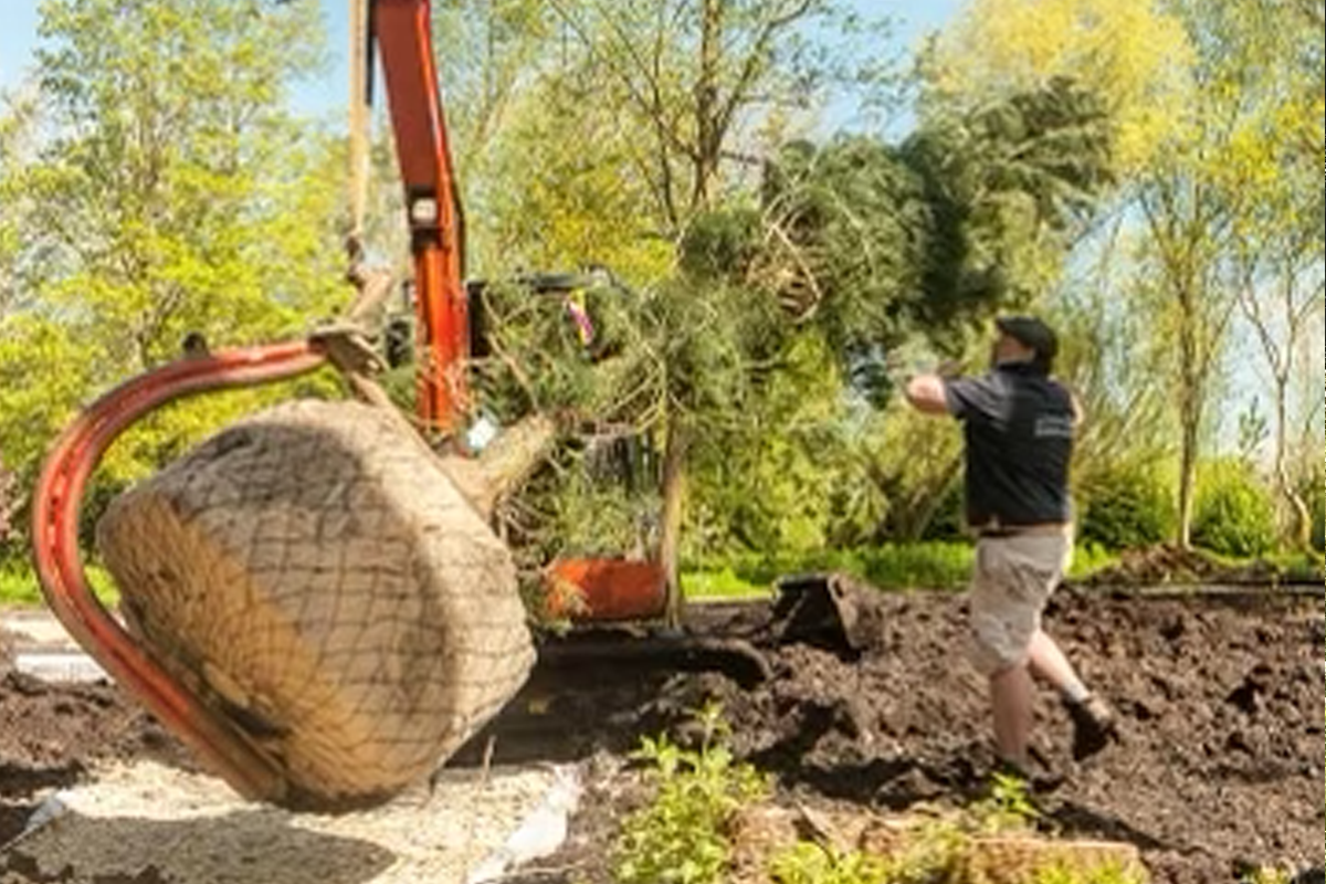 tree_planting_saffron_walden